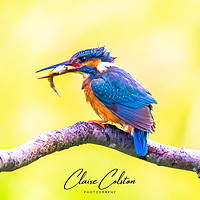 Photography by Claire Colston