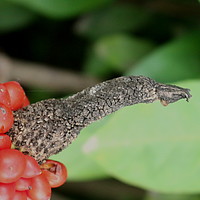 Photography by Hanif Setiawan