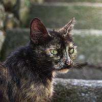 Low Mistery Lens