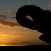 Buy canvas prints of Majestic Elephant Silhouetted in African Sunset by Jonathan Pankhurst