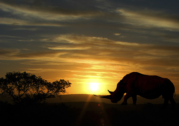 Majestic Rhino at Sunset Picture Board by Jonathan Pankhurst