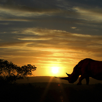 Buy canvas prints of Majestic Rhino at Sunset by Jonathan Pankhurst
