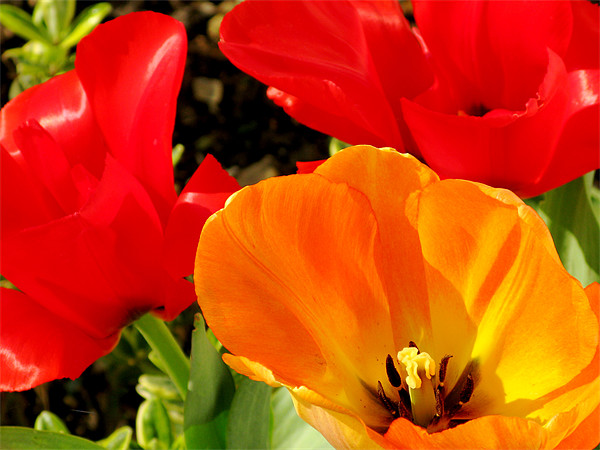 Red and yellow tulips Picture Board by Jonathan Pankhurst
