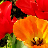 Buy canvas prints of Red and yellow tulips by Jonathan Pankhurst