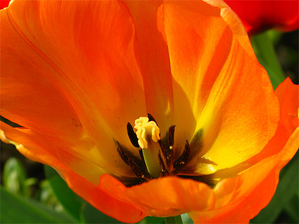 Orange tulip Picture Board by Jonathan Pankhurst