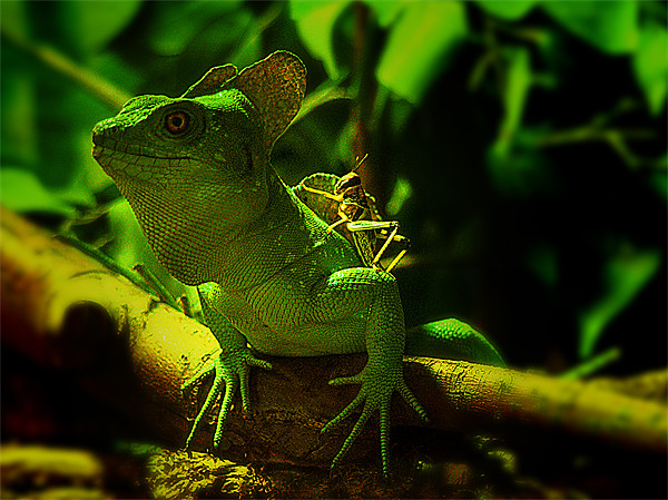 Majestic Green Basilisk Lizard Picture Board by Jonathan Pankhurst