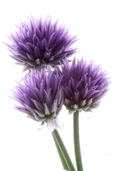 Chives, herb in flower Picture Board by Jonathan Pankhurst