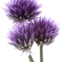 Buy canvas prints of Chives, herb in flower by Jonathan Pankhurst
