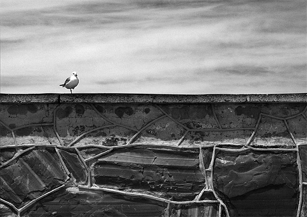 Seagull on Robben Island Picture Board by Jonathan Pankhurst