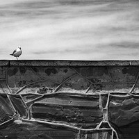 Buy canvas prints of Seagull on Robben Island by Jonathan Pankhurst
