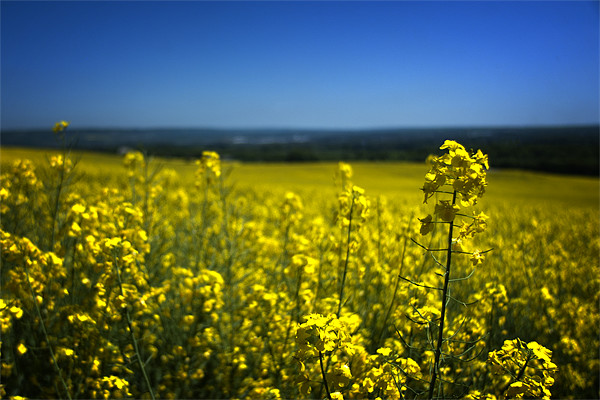 Fields of gold Picture Board by Jonathan Pankhurst