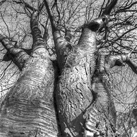 Buy canvas prints of The love trees by Jonathan Pankhurst