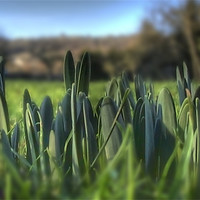 Buy canvas prints of Spring is coming by Jonathan Pankhurst