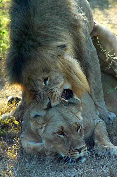 Lions mating Picture Board by Jonathan Pankhurst