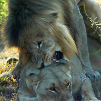 Buy canvas prints of Lions mating by Jonathan Pankhurst