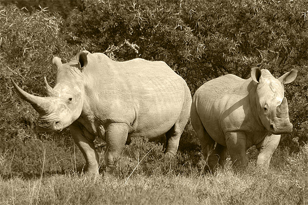 White Rhino and baby Picture Board by Jonathan Pankhurst