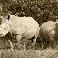 Buy canvas prints of White Rhino and baby by Jonathan Pankhurst