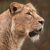 Buy canvas prints of Asiatic Lioness Portrait by John Dickson