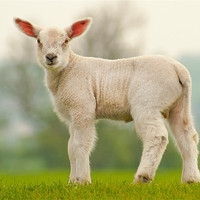 Buy canvas prints of Spring Lamb by John Dickson