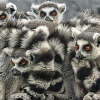 Buy canvas prints of Ring Tailed Lemurs by John Dickson