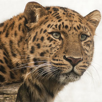 Buy canvas prints of Amur Leopard by John Dickson