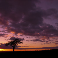 Buy canvas prints of Lonely Tree At Sunset by John Dickson