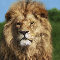Buy canvas prints of Lion Portrait by John Dickson