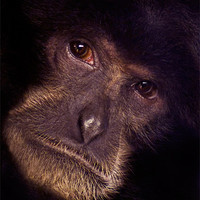 Buy canvas prints of Chimpanzee Portrait by John Dickson