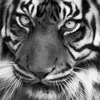 Buy canvas prints of Tiger Portrait Mono by John Dickson