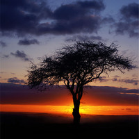 Buy canvas prints of Tree Silhouette by John Dickson