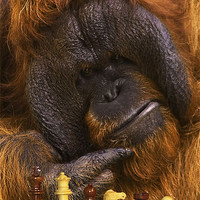 Buy canvas prints of Orangutan Playing Chess by John Dickson