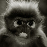 Buy canvas prints of Primate Portrait by John Dickson