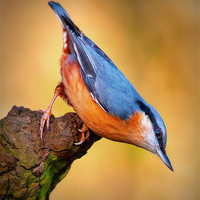 Buy canvas prints of Nuthatch by John Dickson