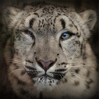 Buy canvas prints of Snow Leopard by John Dickson
