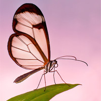 Buy canvas prints of Glasswinged Butterfly by John Dickson