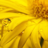 Buy canvas prints of Flower Reflection In A Droplet by John Dickson