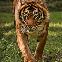 Buy canvas prints of Sumatran Tiger by John Dickson