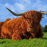 Buy canvas prints of Highland Cow by John Dickson