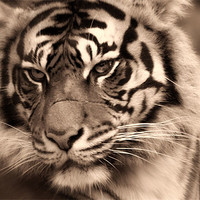 Buy canvas prints of Sumartran Tiger by John Dickson