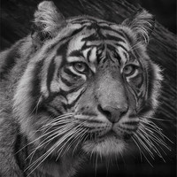 Buy canvas prints of Tiger Portrait by John Dickson