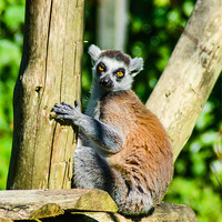 Buy canvas prints of Lemur by Jonathan OConnell