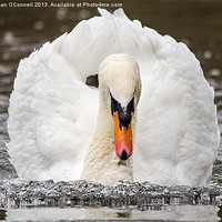 Buy canvas prints of Swan by Jonathan OConnell
