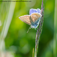 Buy canvas prints of Common Blue Butterfly by Jonathan OConnell