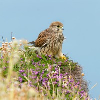 Buy canvas prints of Kestrel at Godrevy Cornwall by Jonathan OConnell