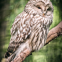 Buy canvas prints of Ural Owl by Jonathan OConnell