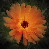 Buy canvas prints of Wild Orange Bloom by Annabelle Ward