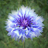 Buy canvas prints of Wild Blue Cornflower by Annabelle Ward