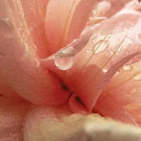 Buy canvas prints of Petals and Droplets by Annabelle Ward