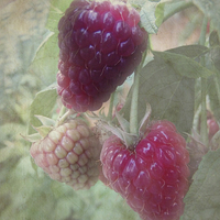 Buy canvas prints of Raspberries by Annabelle Ward