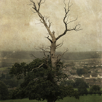 Buy canvas prints of The Skeletal Tree by Annabelle Ward